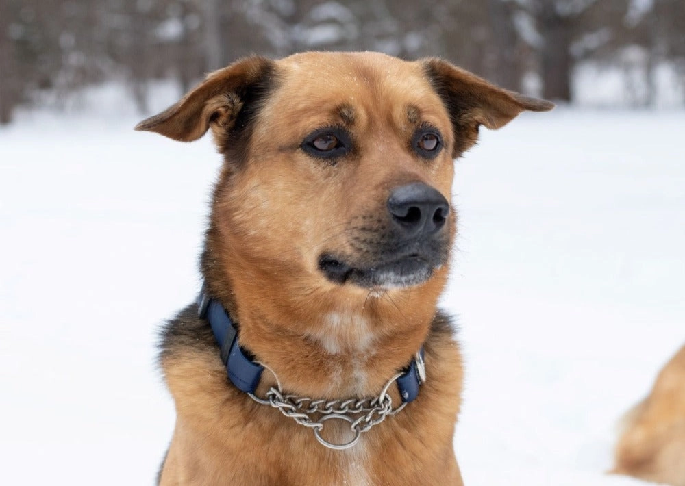 Waterproof BioThane Adjustable Stainless Steel Martingale Collar