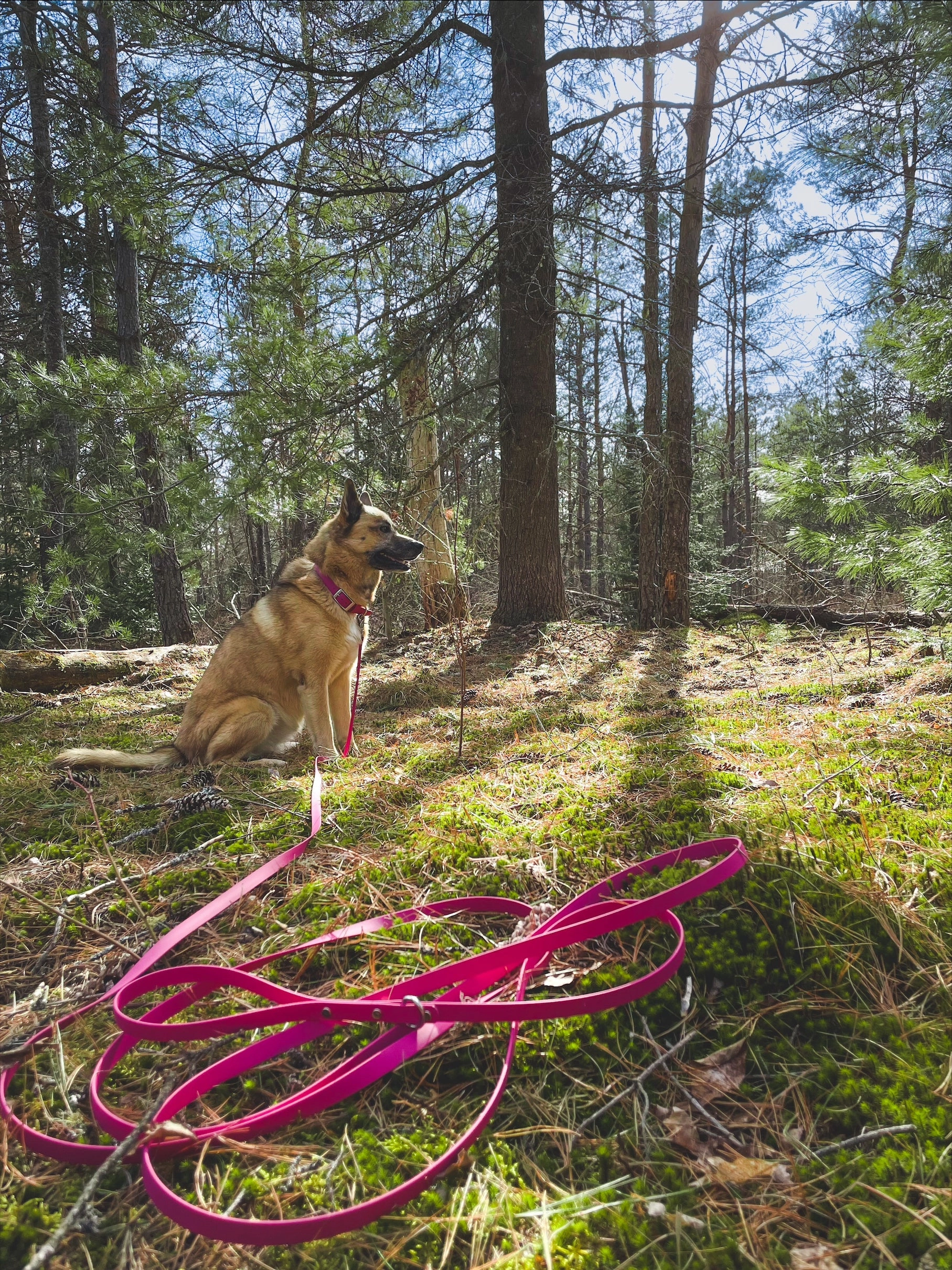 Waterproof BioThane Long Lead | Stainless Steel Hardware